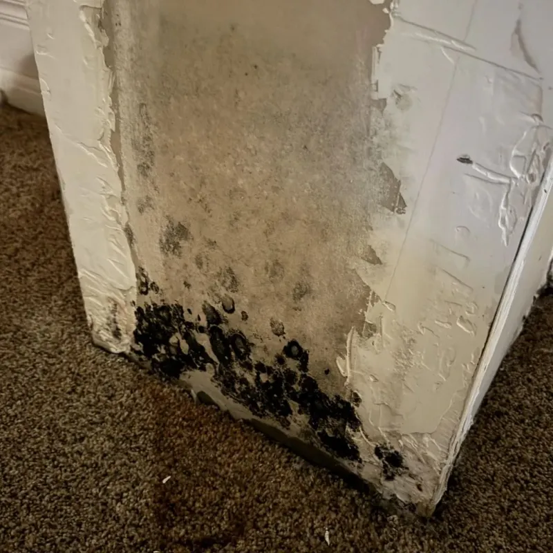 Professional Mold Removal in Teutopolis, IL